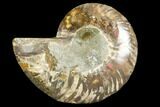 Cut & Polished Ammonite Fossil (Half) - Agate Replaced #146151-1
